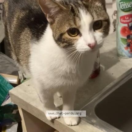 Photo 1/1 Bijou Chat perdu à Les essarts le roi
