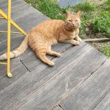 Photo de chat perdu à Aubenas