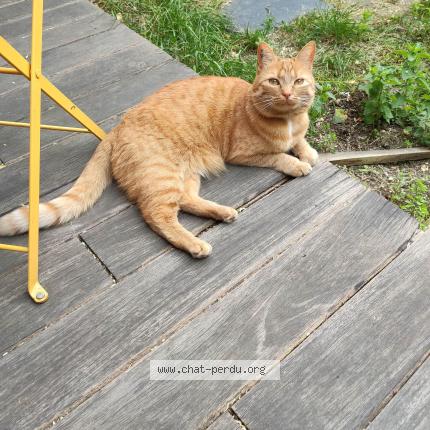 Photo 1/1 Tequila Chat perdu à Aubenas