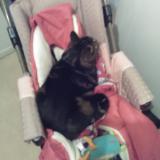 Photo de chat perdu à Grenoble