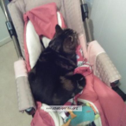 Photo 1/1 Glamour Chat perdu à Grenoble