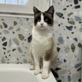 Photo de chat perdu à Montfermeil