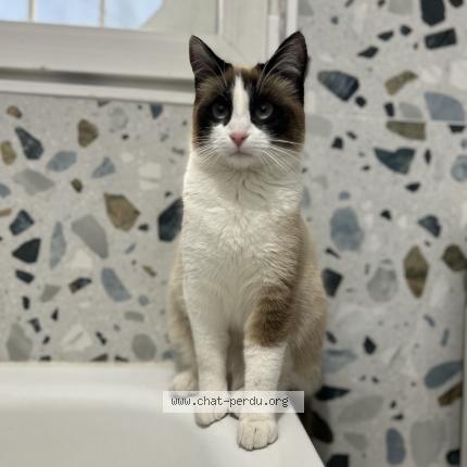 Photo 1/1 Nina Chat perdu à Montfermeil