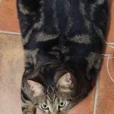 Photo de chat perdu à Realville