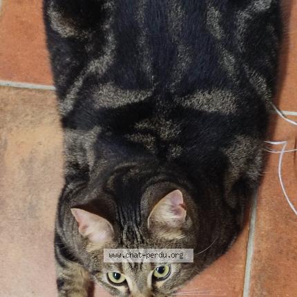 Photo 1/1 Tiana Chat perdu à Realville