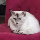 Photo de chat perdu à Realville