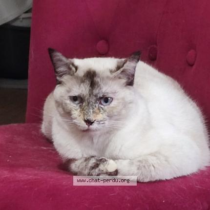 Photo 1/1 Bianca Chat perdu à Realville