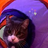 Photo de chat perdu à Boulogne Sur Mer