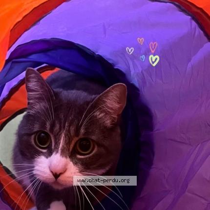 Photo 1/1 Mallow Chat perdu à Boulogne sur mer