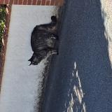 Photo de chat trouvé à St Jean De Braye