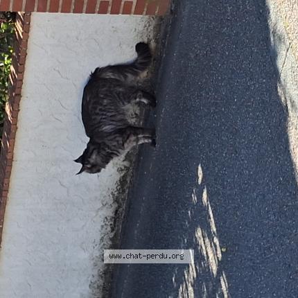 Photo 1/1 Chat trouvé Trouvé à St jean de braye