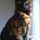 Photo de chat perdu à Grenoble