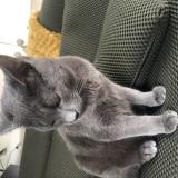 Photo de chat perdu à Montfort Sur Meu