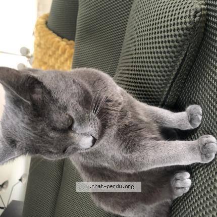 Photo 1/1 Aslan Chat perdu à Montfort sur meu