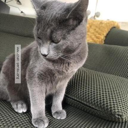 Photo 1/1 Aslan Chat perdu à Montfort sur meu