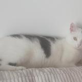 Photo de chat perdu à Thonon Les Bains