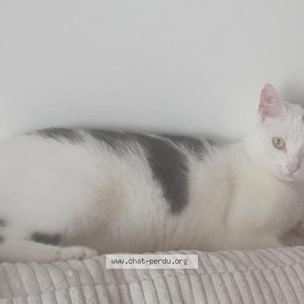 Photo 1/1 Malo Chat perdu à Thonon les bains