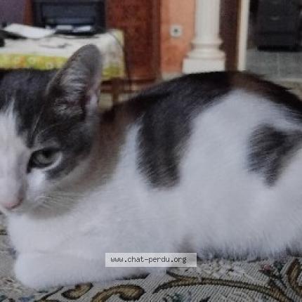 Photo 1/1 tod Chat perdu à Alger