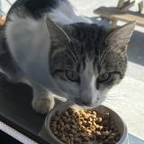 Photo de chat trouvé à Carignan De Bordeaux