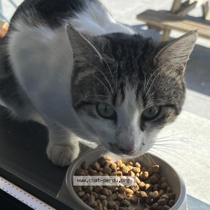 Photo 1/1 Chat trouvé Trouvé à Carignan de bordeaux