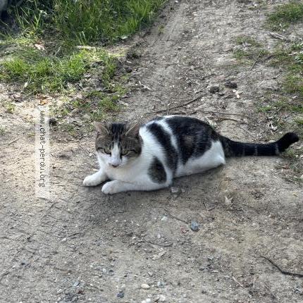 Photo 1/3 Chat trouvé Trouvé à Carignan de bordeaux