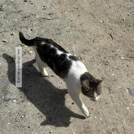 Photo 2/3 Chat trouvé Trouvé à Carignan de bordeaux