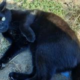 Photo de chat perdu à Autelbas Arlon