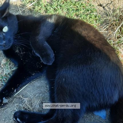 Photo 1/2 Cookie Chat perdu à Autelbas arlon