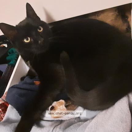 Photo 2/2 Cookie Chat perdu à Autelbas arlon