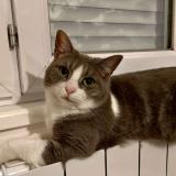 Photo de chat perdu à Rieux