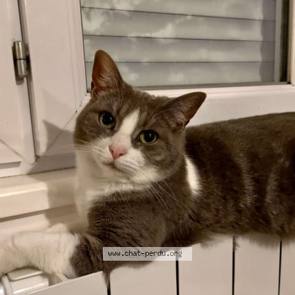 Photo 1/1 Kaya Chat perdu à Rieux