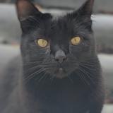 Photo de chat perdu à Orvault