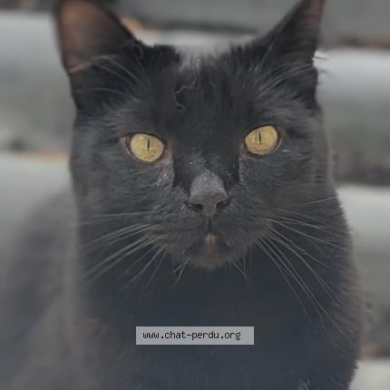 Photo 1/1 Yuki Chat perdu à Orvault