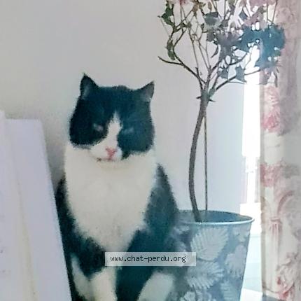 Photo 1/1 Polly Chat perdu à Saint geniez d olt et d aubrac
