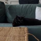 Photo de chat perdu à Enghien Les Bains