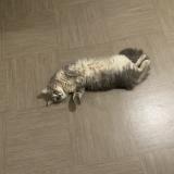 Photo de chat perdu à Le Guillaume