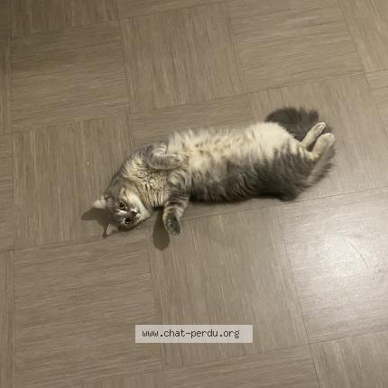 Photo 1/1 Gaïa Chat perdu à Le guillaume