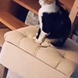 Photo de chat trouvé à Rennes