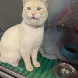 Photo de chat trouvé à Plaisir