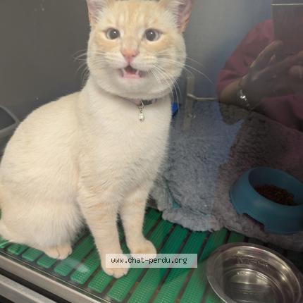 Photo 1/1 Chat trouvé Trouvé à Plaisir