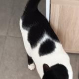 Photo de chat perdu à 13220 Chateauneuf Les Martigues