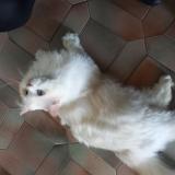 Photo de chat trouvé à Chilly Mazarin