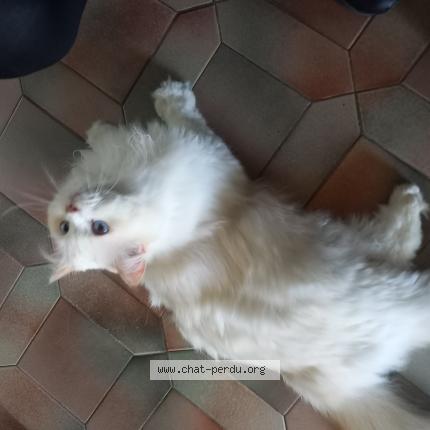 Photo 1/1 Chat trouvé Trouvé à Chilly mazarin