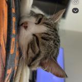 Photo de chat perdu à Thiaucourt