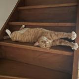 Photo de chat perdu à Gardanne