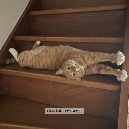 Photo 1/1 Olympe Chat perdu à Gardanne