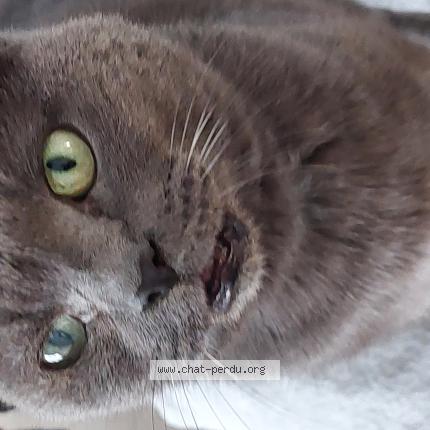 Photo 1/1 Love Chat perdu à Tourcoing