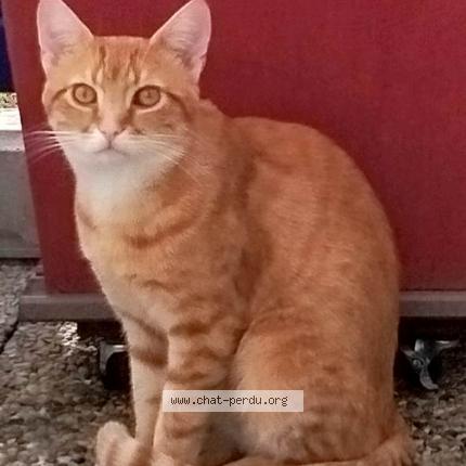 Photo 1/1 Voyou Chat perdu à Noisiel