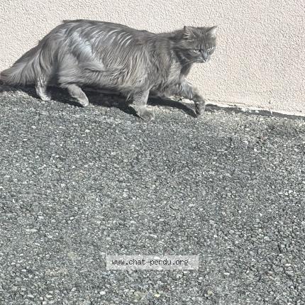 Photo 1/2 Chat trouvé Trouvé à Corcelles ne