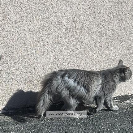 Photo 2/2 Chat trouvé Trouvé à Corcelles ne